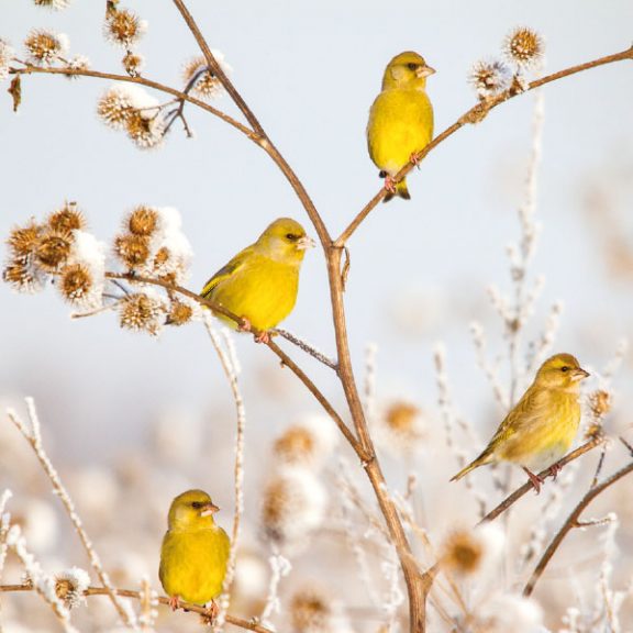 Kaartenset Wintervogels